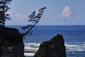 Tree hanging from a cliff