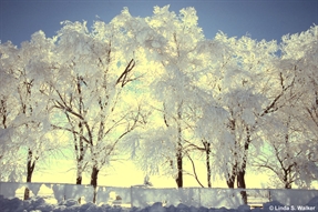 Frosted Trees